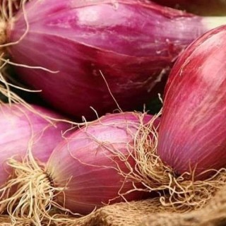 img-0: Лук шалот Стиляга - ООО «Семена Тут»