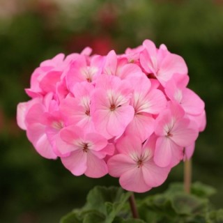 Пеларгония зональная Дансер Пинк [1000 шт] - ООО «Семена Тут»