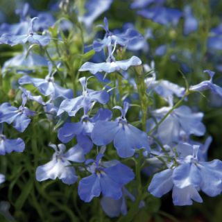 Лобелия прямостоячая Палас Скай Блю [1000 м/драже] - ООО «Семена Тут»