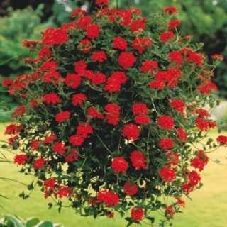 img-1: Вербена ампельная Обсешн Каскад Скарлет [100 шт] - ООО «Семена Тут»