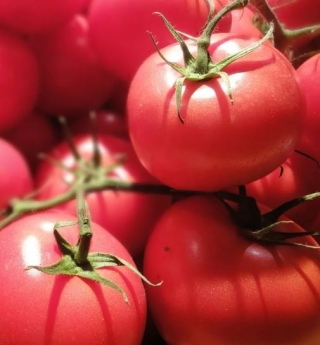 Томат Волгоградские зори - ООО «Семена Тут»
