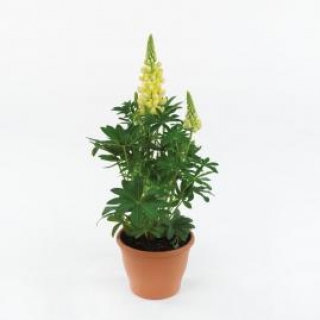 img-1: Люпин Люпини Еллоу Шейдес [100 шт] - ООО «Семена Тут»