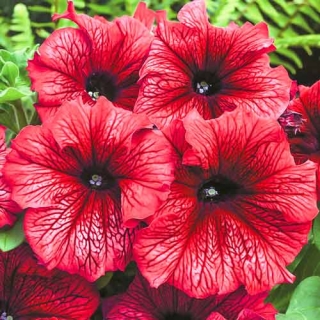Петуния грандифлора Дэдди Ред [100 драже] - ООО «Семена Тут»