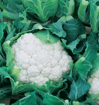 Капуста цветная Бодилис F1 - ООО «Семена Тут»