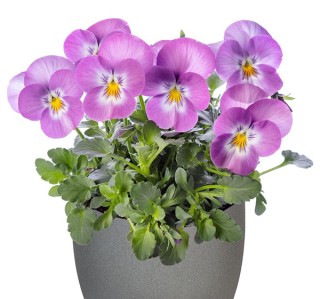 img-1: Виола рогатая Дельтини F1 Лавендер Пинк Фейс [1000 шт] - ООО «Семена Тут»