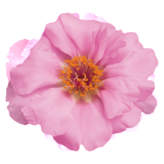 Портулак Сандайл F1 Шифон [1000 шт] - ООО «Семена Тут»