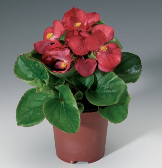 img-1: Бегония вечноцветущая Волюмия Скарлет [1000 шт] - ООО «Семена Тут»