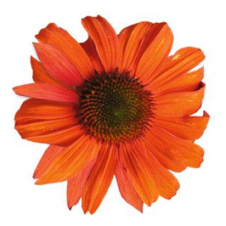 img-0: Эхинацея Поллинейшн Оранж Ред [1000 шт] - ООО «Семена Тут»