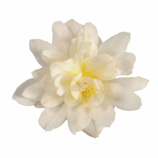 img-1: Бегония Фанки Вайт [1000 драже] - ООО «Семена Тут»