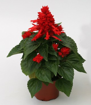 img-2: Сальвия Мохаве Ред [1000 шт] - ООО «Семена Тут»