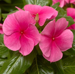 img-1: Катарантус Кора Дип Строуберри [100 шт] - ООО «Семена Тут»