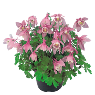 Аквилегия Камео Пинк энд Вайт [500 шт] - ООО «Семена Тут»