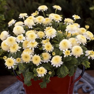 Хризантема девичья Сантана Еллоу [1050 шт] - ООО «Семена Тут»