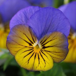 Виола рогатая Сорбет ИксПи Морфо [1000 шт] - ООО «Семена Тут»