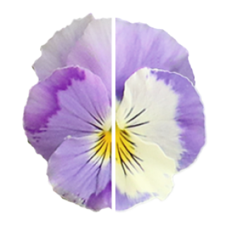 img-0: Виола ампельная Хайфлайер F1 Лайт Виолет Шейдес [1000 шт] - ООО «Семена Тут»