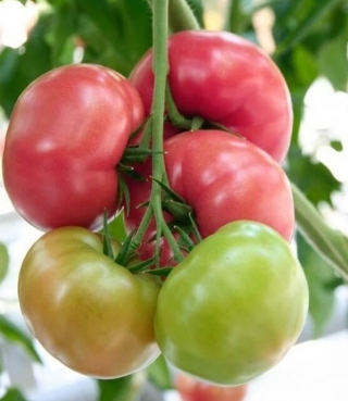 Томат Киото F1 - ООО «Семена Тут»