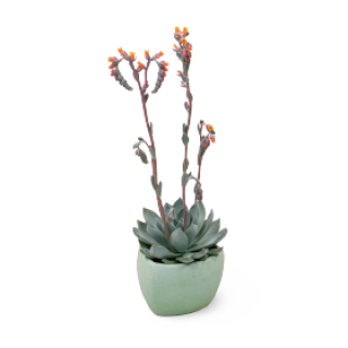 img-0: Эхеверия Урбан Оранж [100 драже] - ООО «Семена Тут»