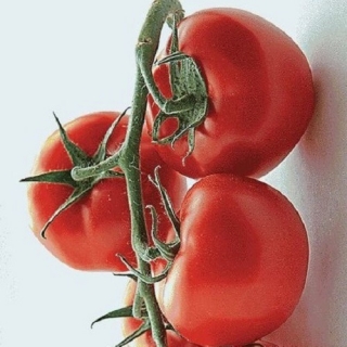Томат Клаверо F1 - ООО «Семена Тут»