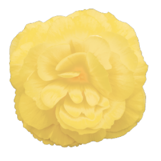 img-1: Бегония клубневая Нонстоп Лемон [500 драже] - ООО «Семена Тут»