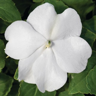 Бальзамин Акцент Премиум Вайт [1000 шт] - ООО «Семена Тут»