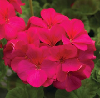 img-0: Пеларгония зональная Пинто Премиум Виолет [100 шт] (инкруст. семена) - ООО «Семена Тут»