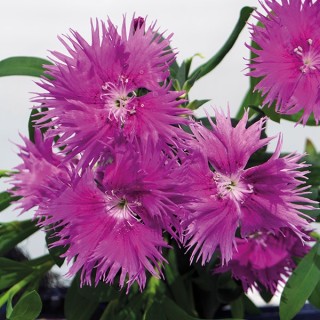 Гвоздика Супра Пурпл [500 шт] - ООО «Семена Тут»