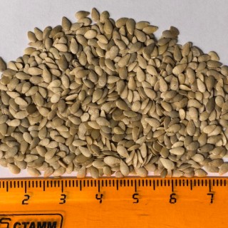 img-2: Мелотрия (мышинная дыня) Полосатик - ООО «Семена Тут»