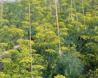 img-1: Укроп Парасоль - ООО «Семена Тут»