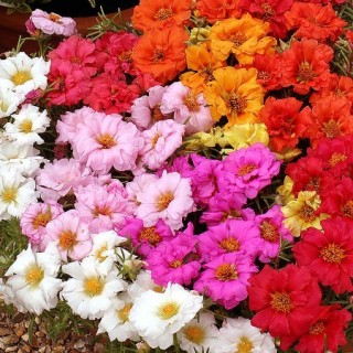 Портулак Саннисайд Микс [1000 шт] - ООО «Семена Тут»