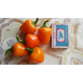 img-1: Перец Тема - ООО «Семена Тут»