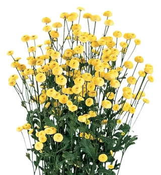 Пиретрум Виктори Дабл Еллоу [100 драже] - ООО «Семена Тут»