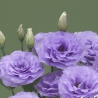 Эустома Арена 3 Лавендер [1000 драже] - ООО «Семена Тут»