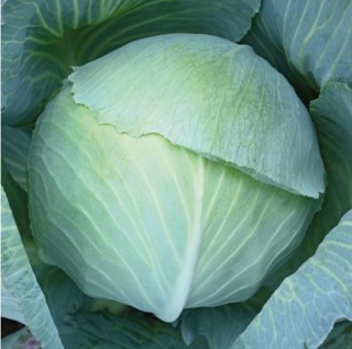 Капуста белокочанная Доминатор F1 (инкруст. семена) - ООО «Семена Тут»