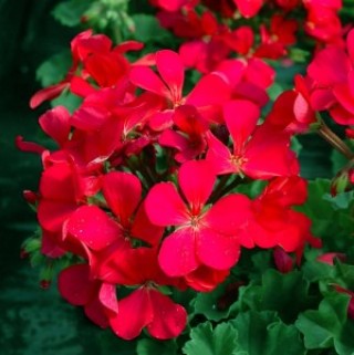 Пеларгония зональная Нано Виолет [1000 шт] - ООО «Семена Тут»