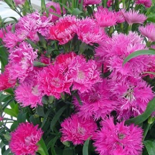 img-0: Гвоздика Элеганс Лавендер [500 шт] - ООО «Семена Тут»