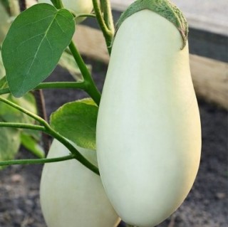 img-0: Баклажан Альбион - ООО «Семена Тут»