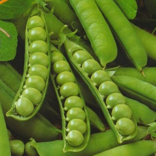 Горох овощной Альфа - ООО «Семена Тут»