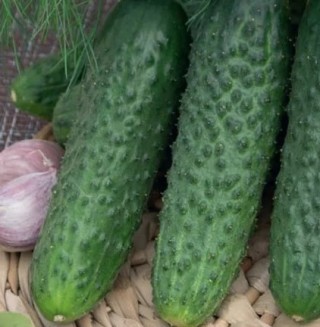 Огурец Али Баба F1 - ООО «Семена Тут»