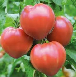 Томат Алтайская Заря - ООО «Семена Тут»
