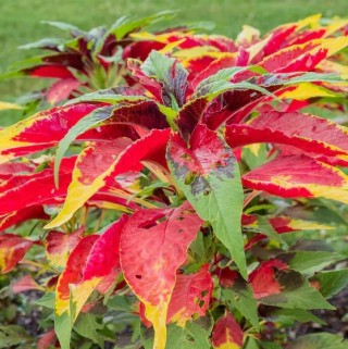 Амарант Бразильский карнавал - ООО «Семена Тут»