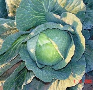 img-0: Капуста белокочанная Аммон F1 - ООО «Семена Тут»