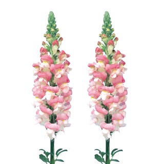 img-1: Львиный зев Адмирал Пинк Биколор [1000 шт] - ООО «Семена Тут»