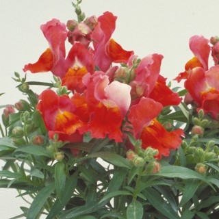 img-0: Львиный зев Флорал Шауэрс Дип Бронз [1000 шт] - ООО «Семена Тут»