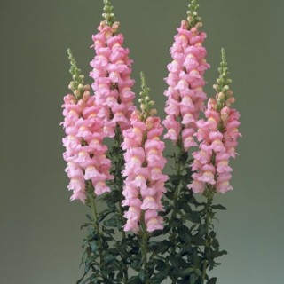 img-0: Львиный зев Ледженд Дабл Пинк (группа 1) [1050 шт] - ООО «Семена Тут»