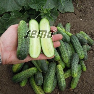 img-1: Огурец Аня F1 - ООО «Семена Тут»