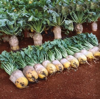 img-0: Брюква Куузика - ООО «Семена Тут»