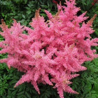 Астильба Арендса Астери Пинк Шейдес [50 драже] - ООО «Семена Тут»