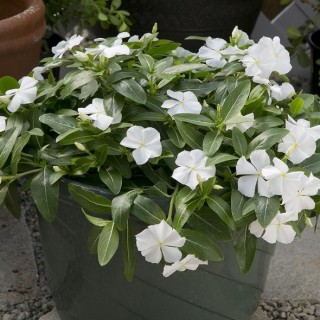 Катарантус ампельный Солар Аваланж Вайт [1000 шт] - ООО «Семена Тут»