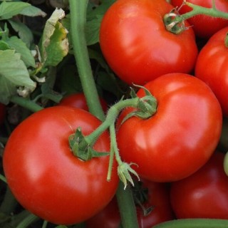 img-0: Томат Авант F1 - ООО «Семена Тут»