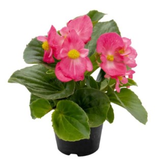 Бегония Мега Кул Роуз [1000 драже] - ООО «Семена Тут»